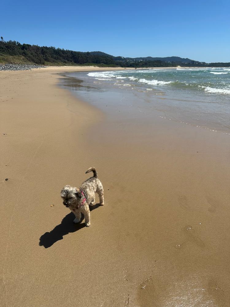 Grain-Free Mixed Box 8kg - Customer Photo From Meryl