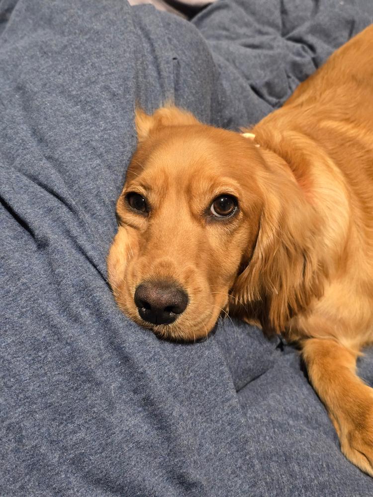 Grain-Free Mixed Box 8kg - Customer Photo From Esther