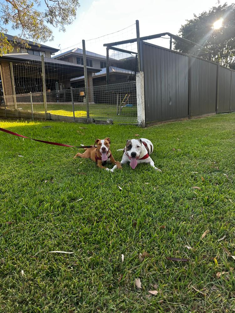 Grain-Free Mixed Box 8kg - Customer Photo From Kristen