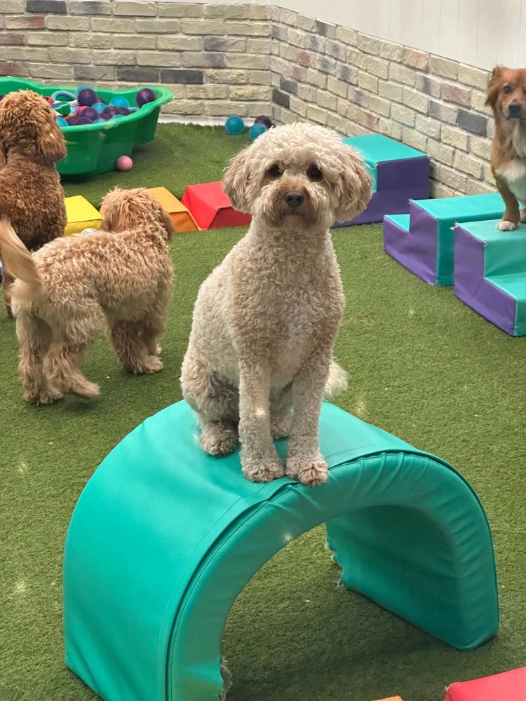 Grain-Free Mixed Box 8kg - Customer Photo From effy