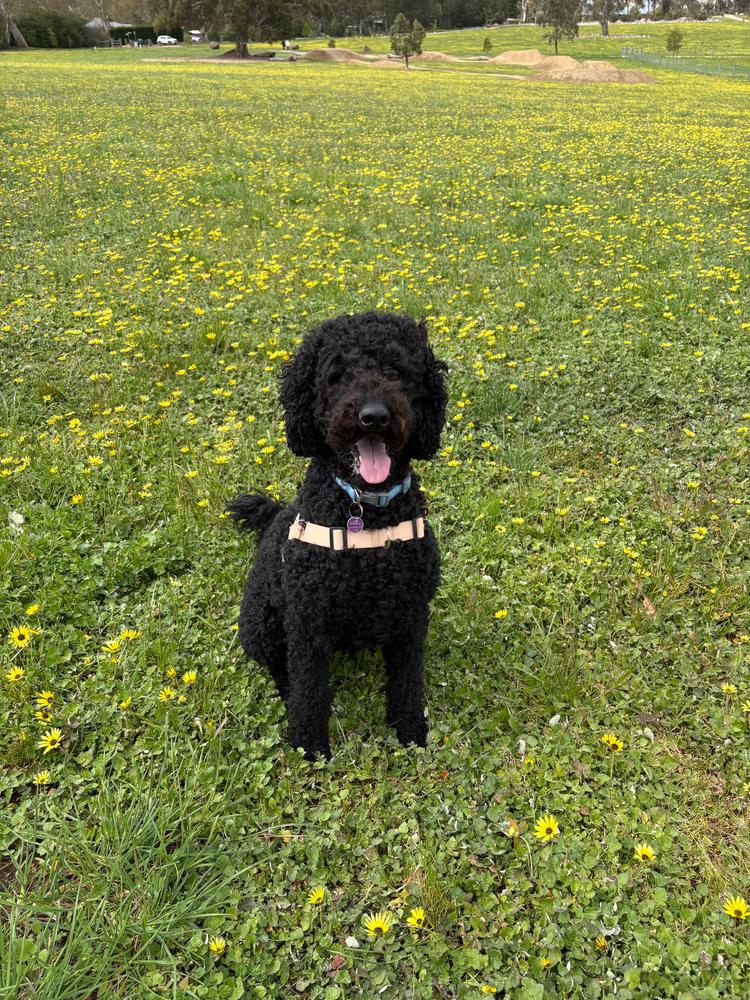 Grain-Free Mixed Box 8kg - Customer Photo From Jenny