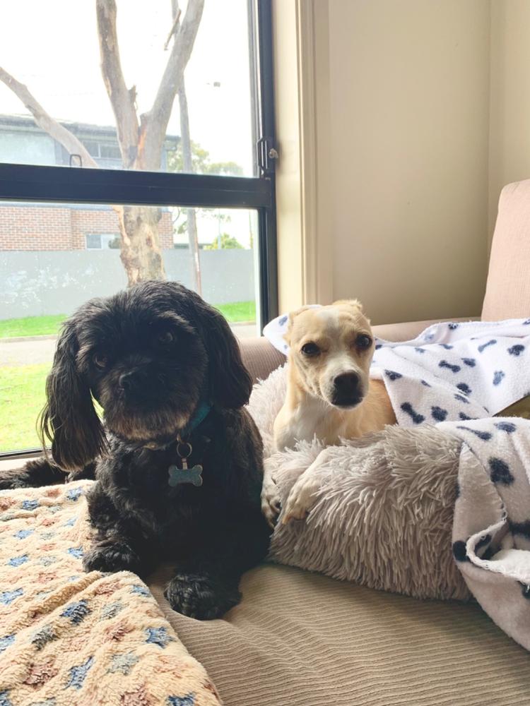 Kangaroo Dog Food SingleProtein Dog Food by Scratch