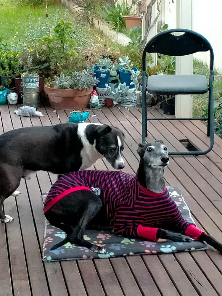 Kangaroo Dog Food SingleProtein Dog Food by Scratch