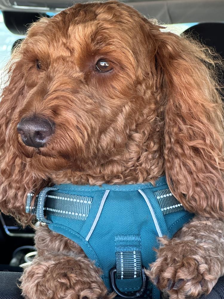 Kangaroo 8kg - Customer Photo From Jill