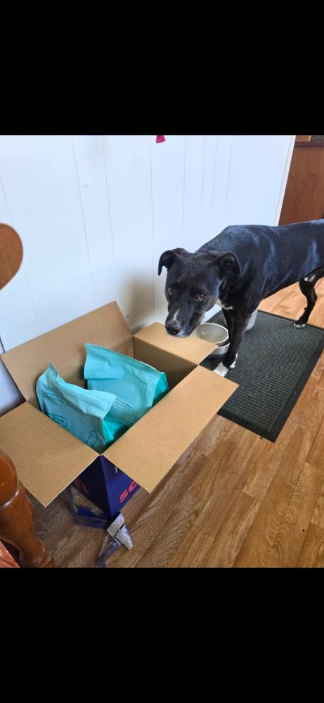 Kangaroo 8kg - Customer Photo From George Mcwha