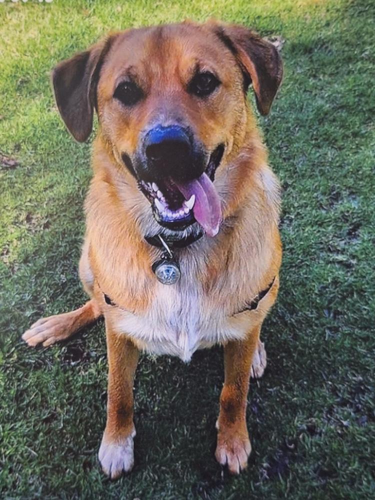 Kangaroo 8kg - Customer Photo From Cathie