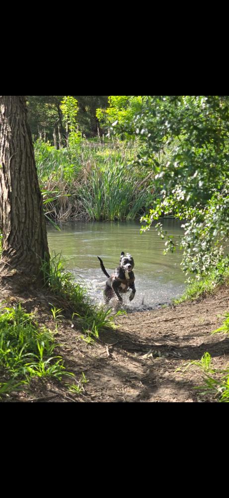 Kangaroo 8kg - Customer Photo From George Mcwha