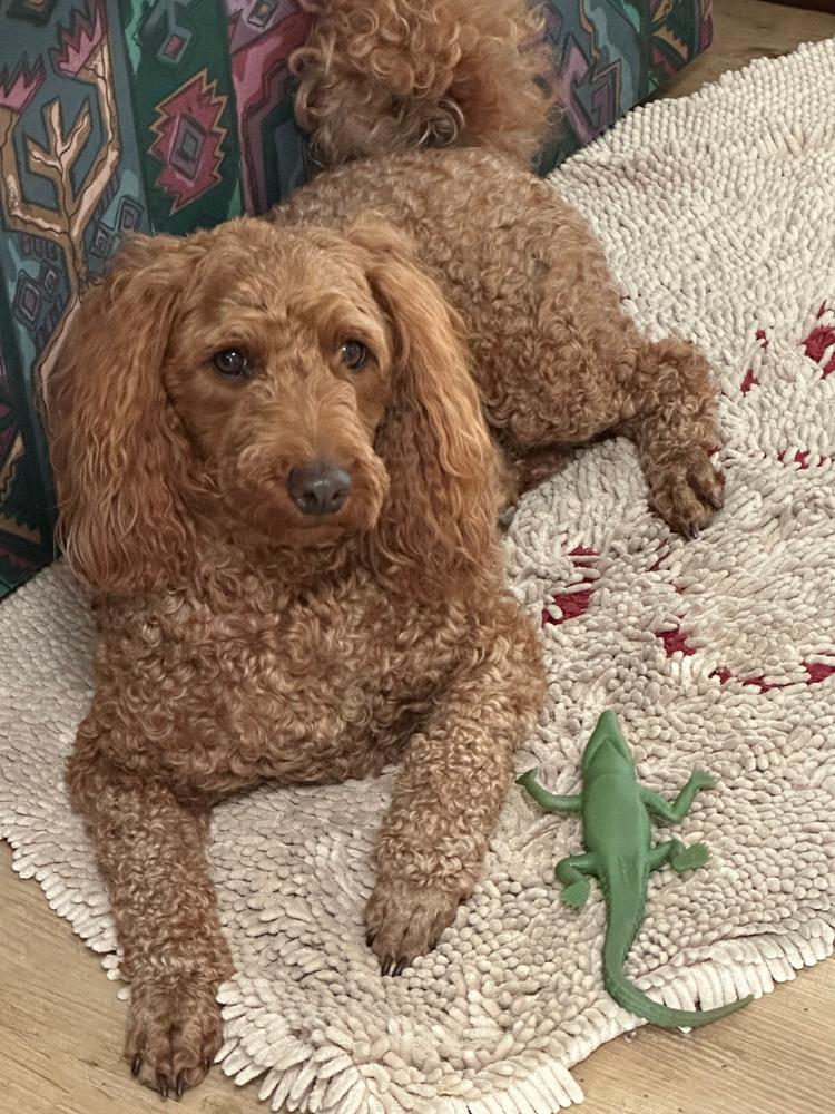 Kangaroo 8kg - Customer Photo From Jill