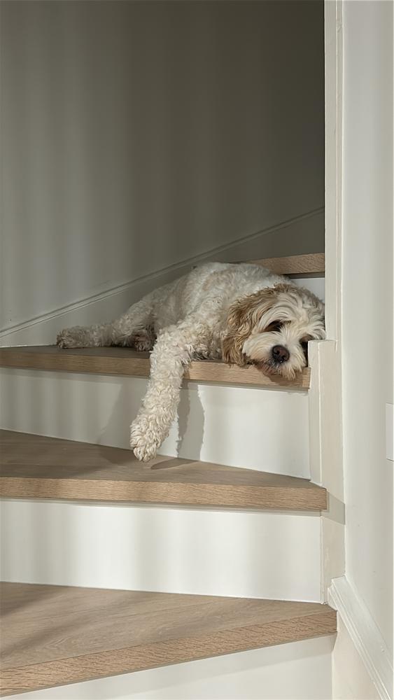 Kangaroo 8kg - Customer Photo From Nilufer