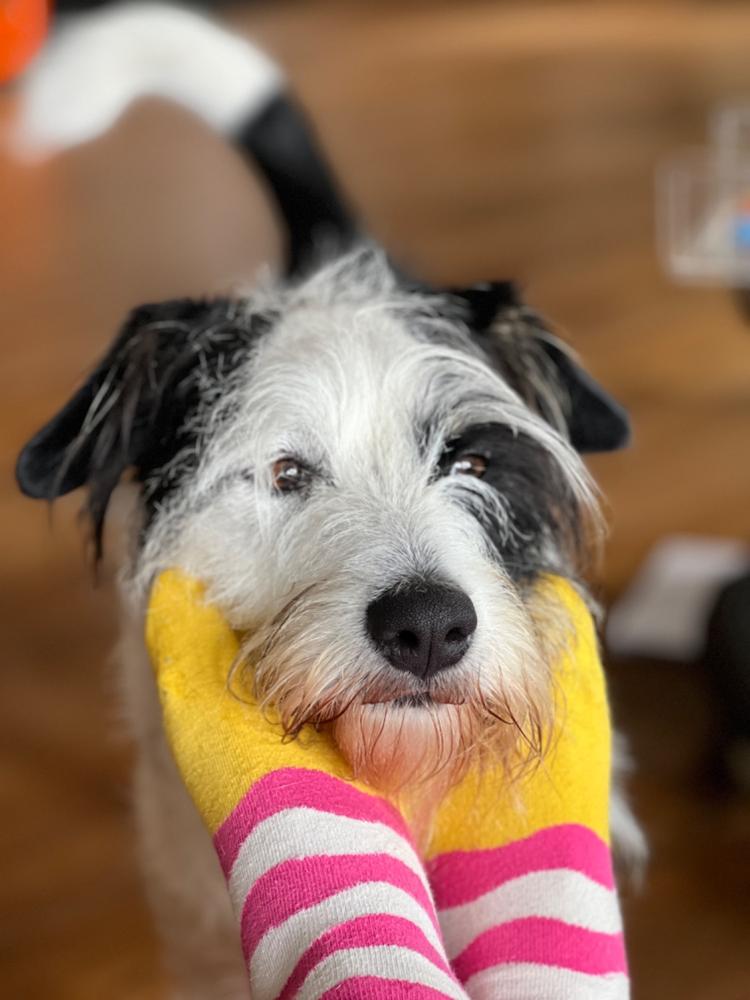 Dog Food Reviews 🐶 Scratch Pet Food