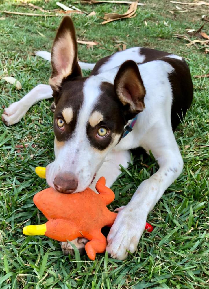 Kangaroo Dog Food SingleProtein Dog Food by Scratch