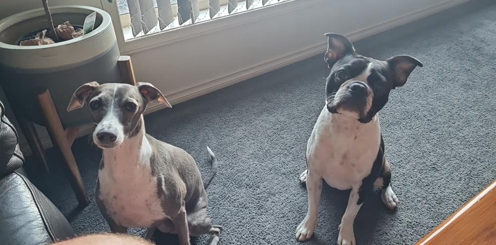 Kangaroo 8kg - Customer Photo From Danii