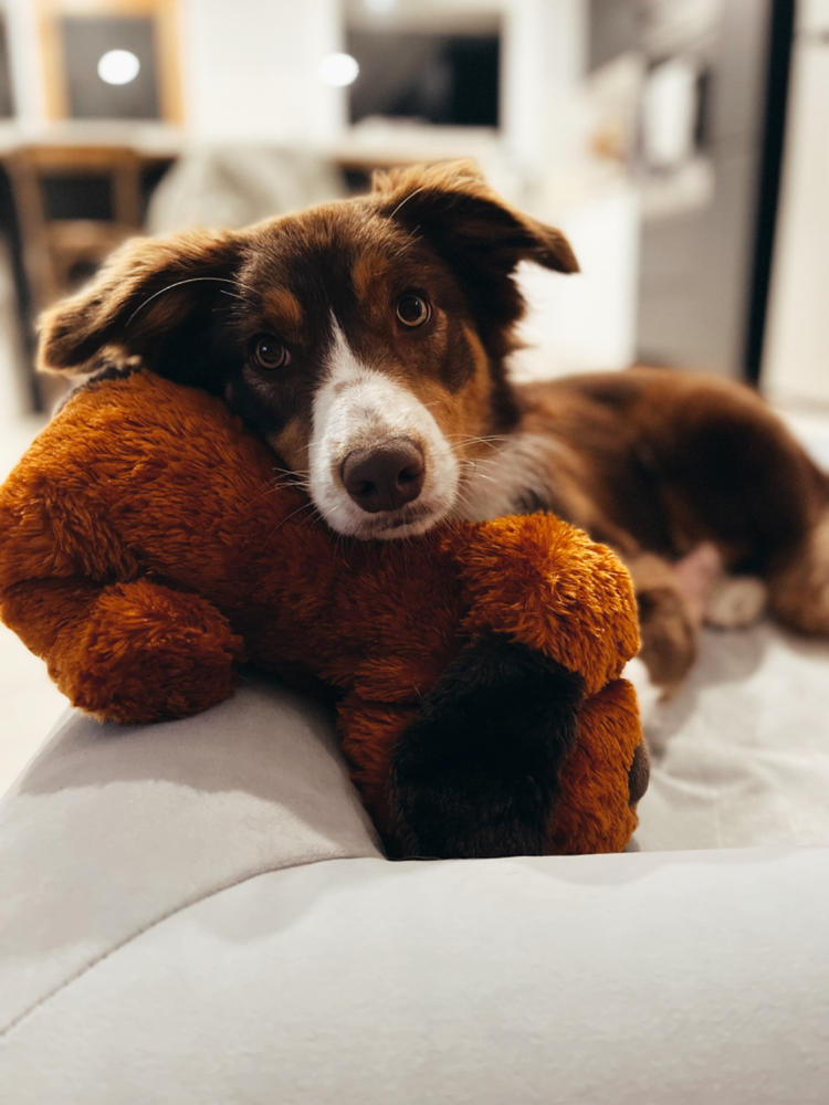 Kangaroo Dog Food SingleProtein Dog Food by Scratch