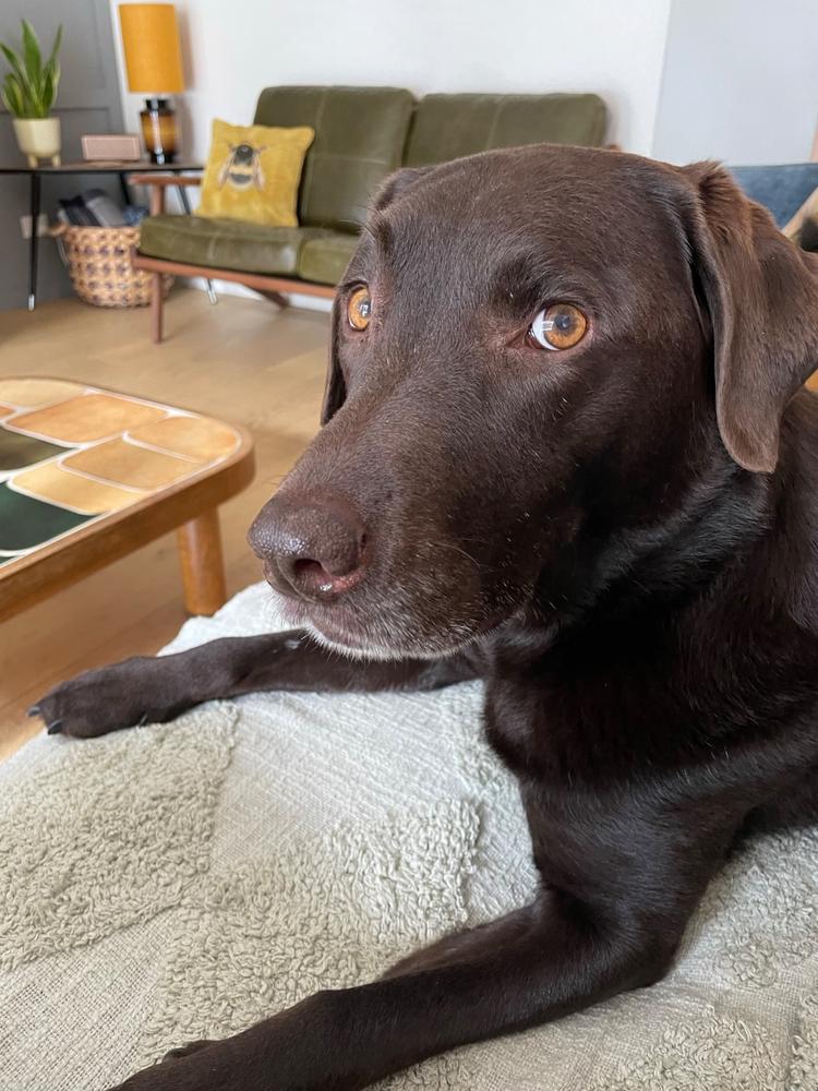 Kangaroo Dog Food SingleProtein Dog Food by Scratch