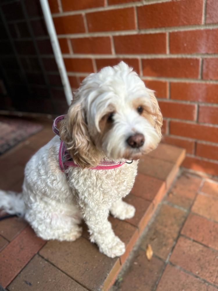 Kangaroo 8kg - Customer Photo From Nilufer