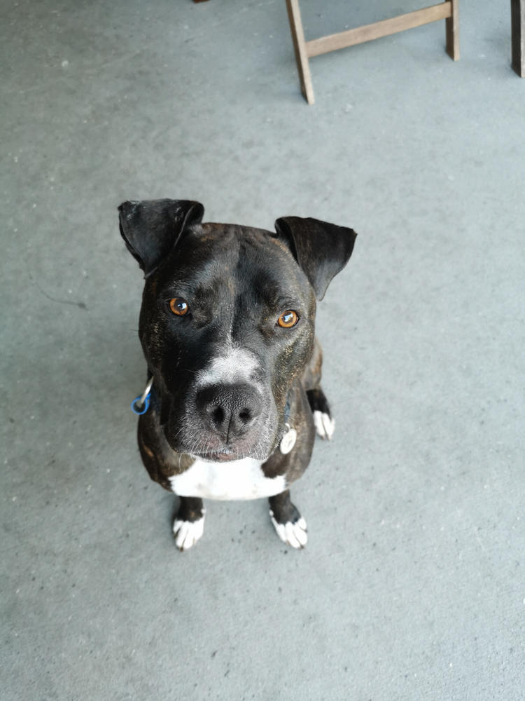 Kangaroo Dog Food SingleProtein Dog Food by Scratch