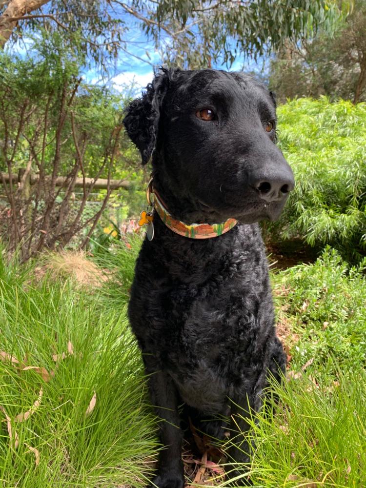 Kangaroo Dog Food SingleProtein Dog Food by Scratch