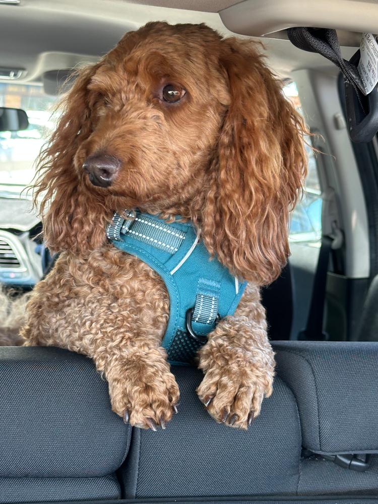 Kangaroo 8kg - Customer Photo From Jill