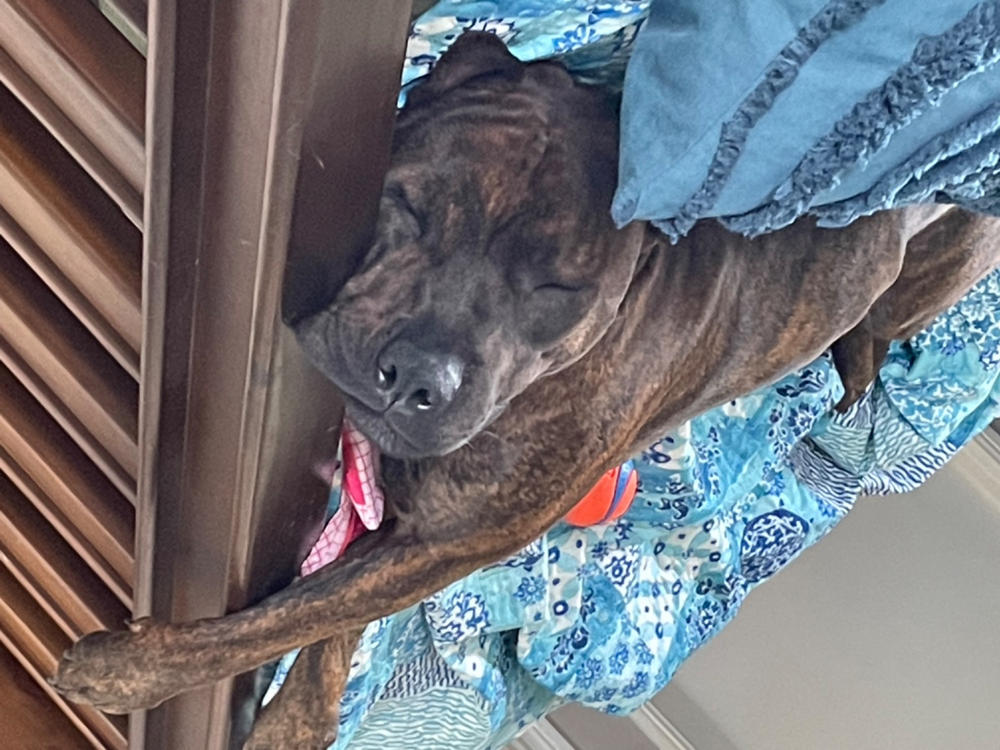 Dog Food Reviews 🐶 Scratch Pet Food