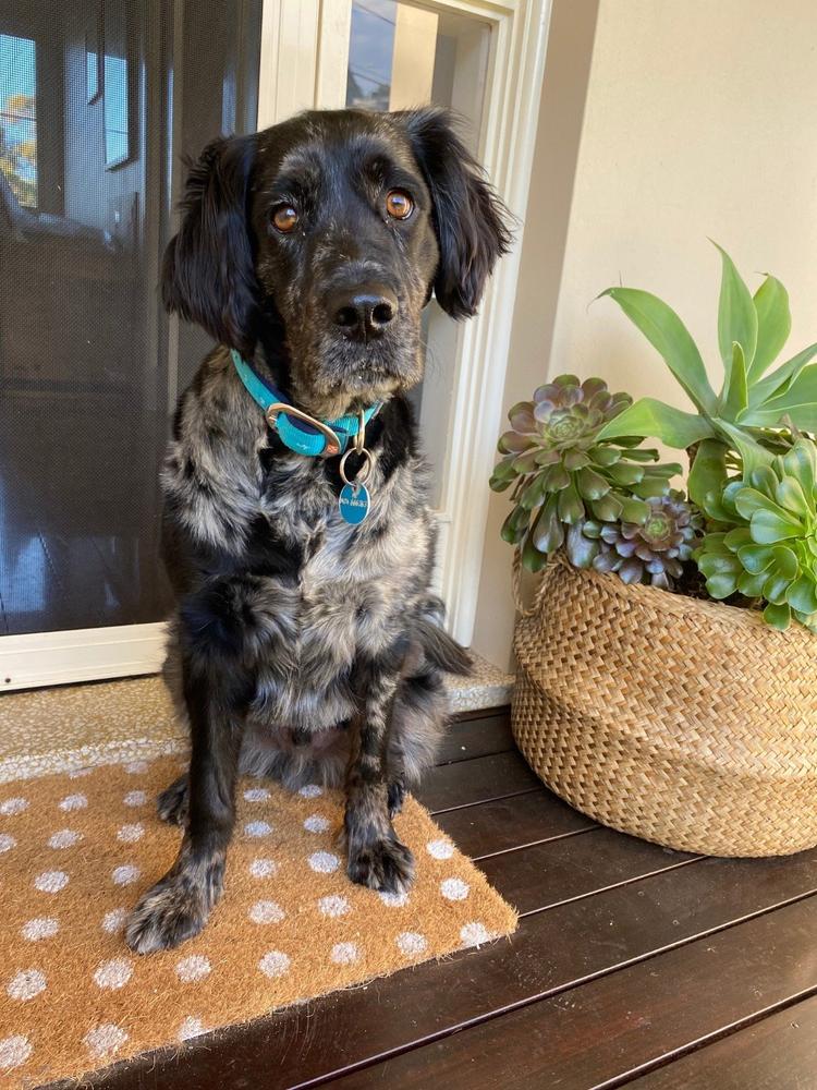 Dog Food Reviews Scratch