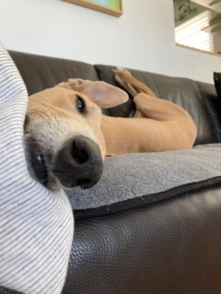 Turkey & Beef 8kg - Customer Photo From Peter