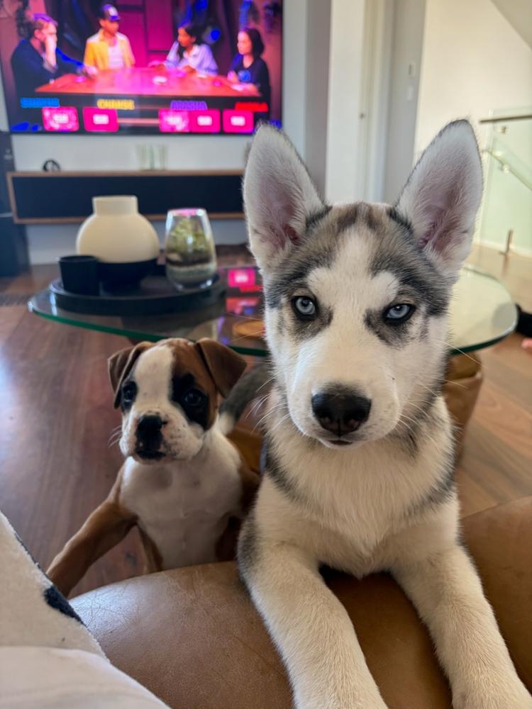 Turkey & Beef 8kg - Customer Photo From Craig