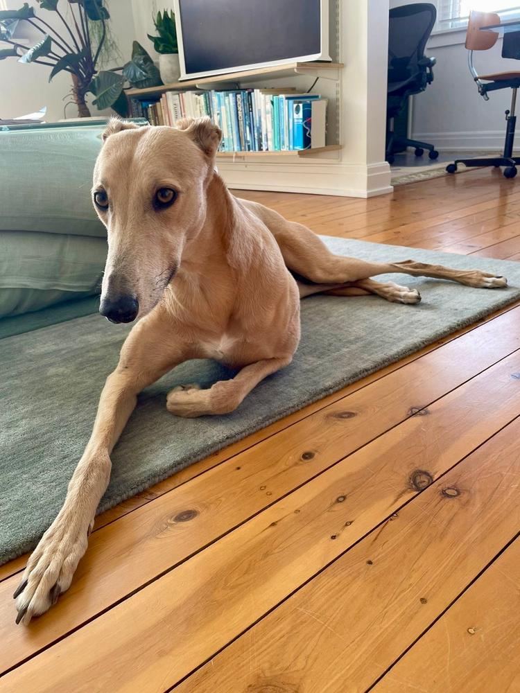 Turkey & Beef 8kg - Customer Photo From Peter