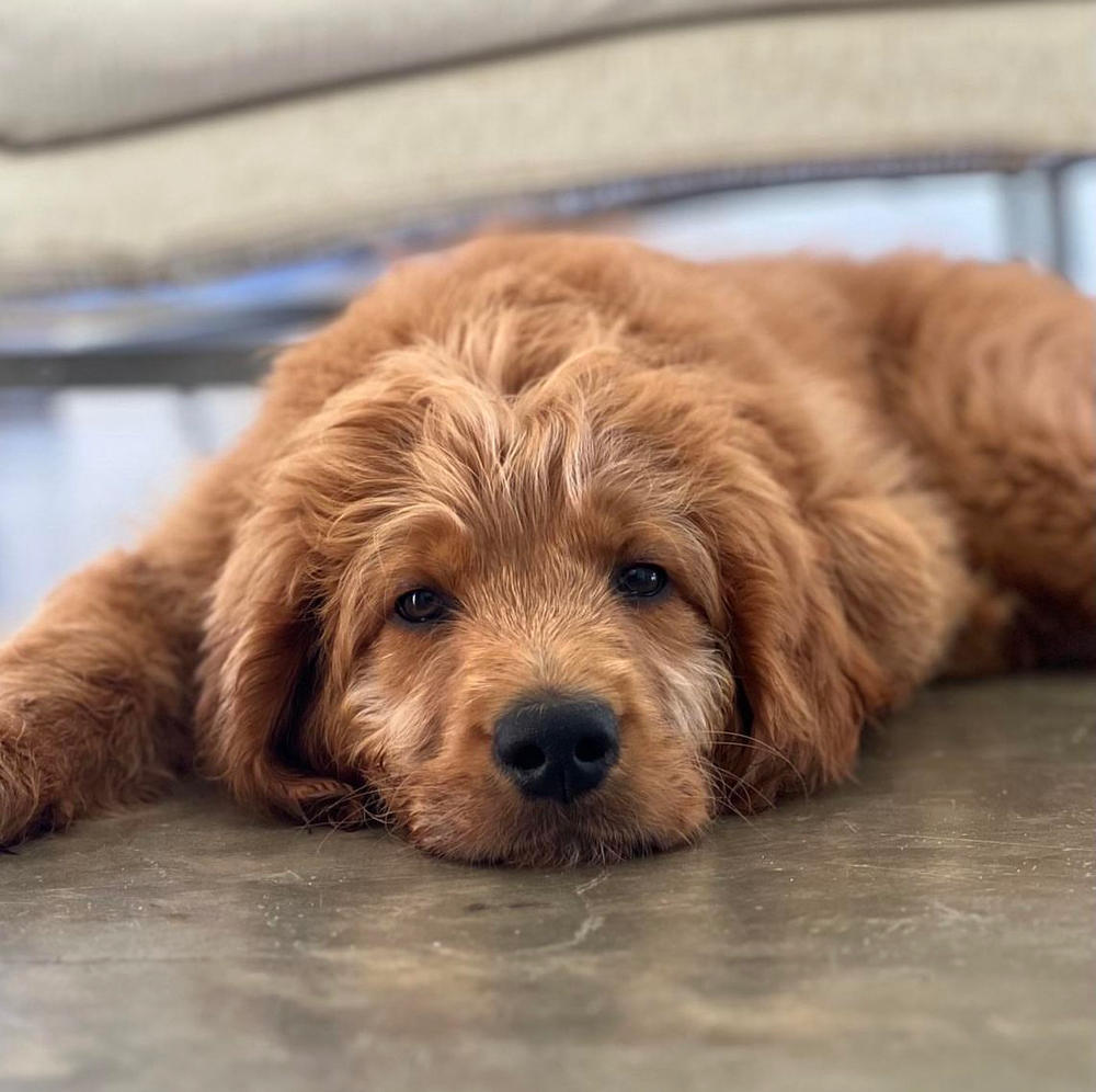 Dog Food Reviews 🐶 Scratch Pet Food