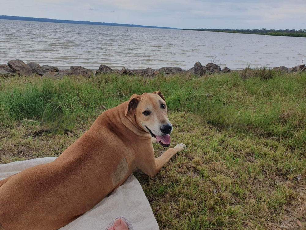 Dog Food Reviews 🐶 Scratch Pet Food