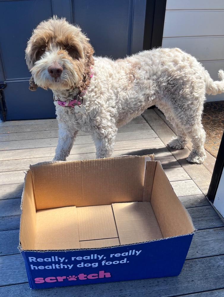 Turkey & Beef 8kg - Customer Photo From Roger Smyth