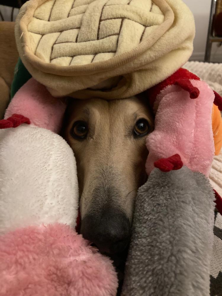 Turkey & Beef 8kg - Customer Photo From Peter