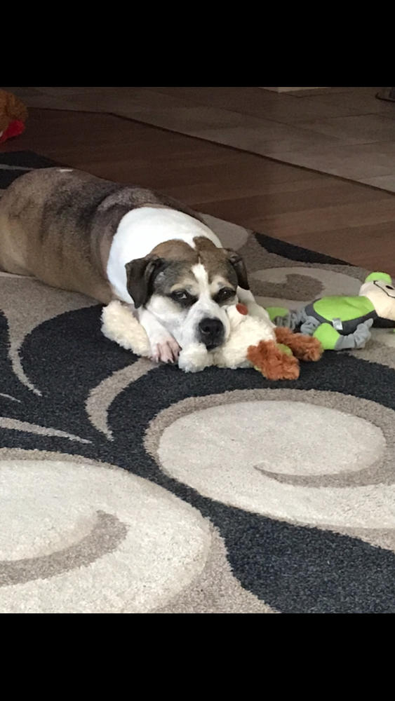 Dog Food Reviews 🐶 Scratch Pet Food