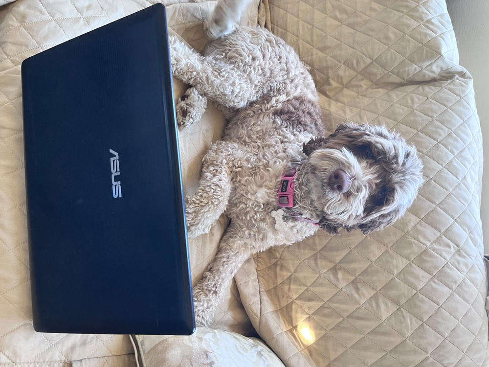 Turkey & Beef 8kg - Customer Photo From Roger Smyth