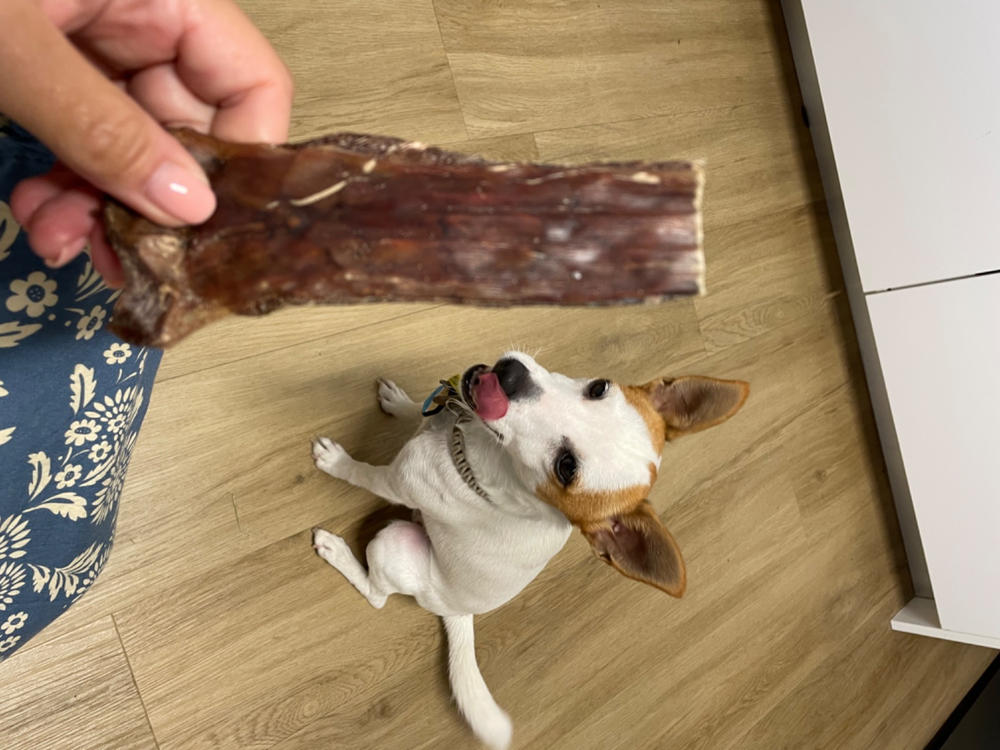 Dog Food Reviews 🐶 Scratch Pet Food