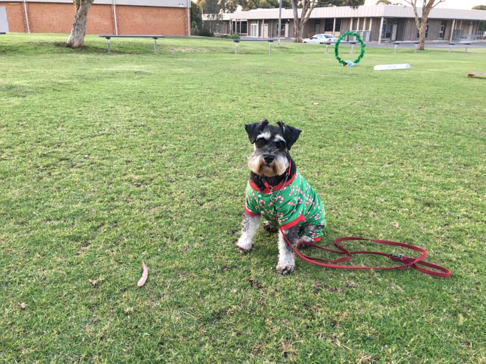 Dog Food Reviews 🐶 Scratch Pet Food