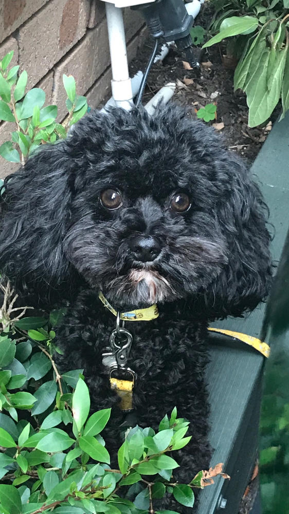 Dog Food Reviews 🐶 Scratch Pet Food