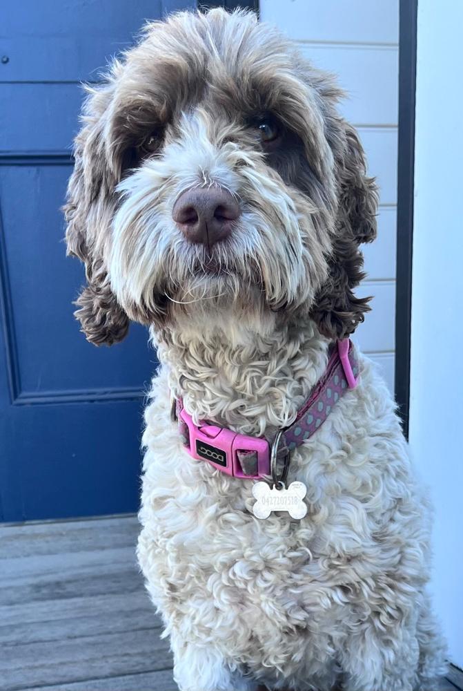 Turkey & Beef 8kg - Customer Photo From Roger Smyth