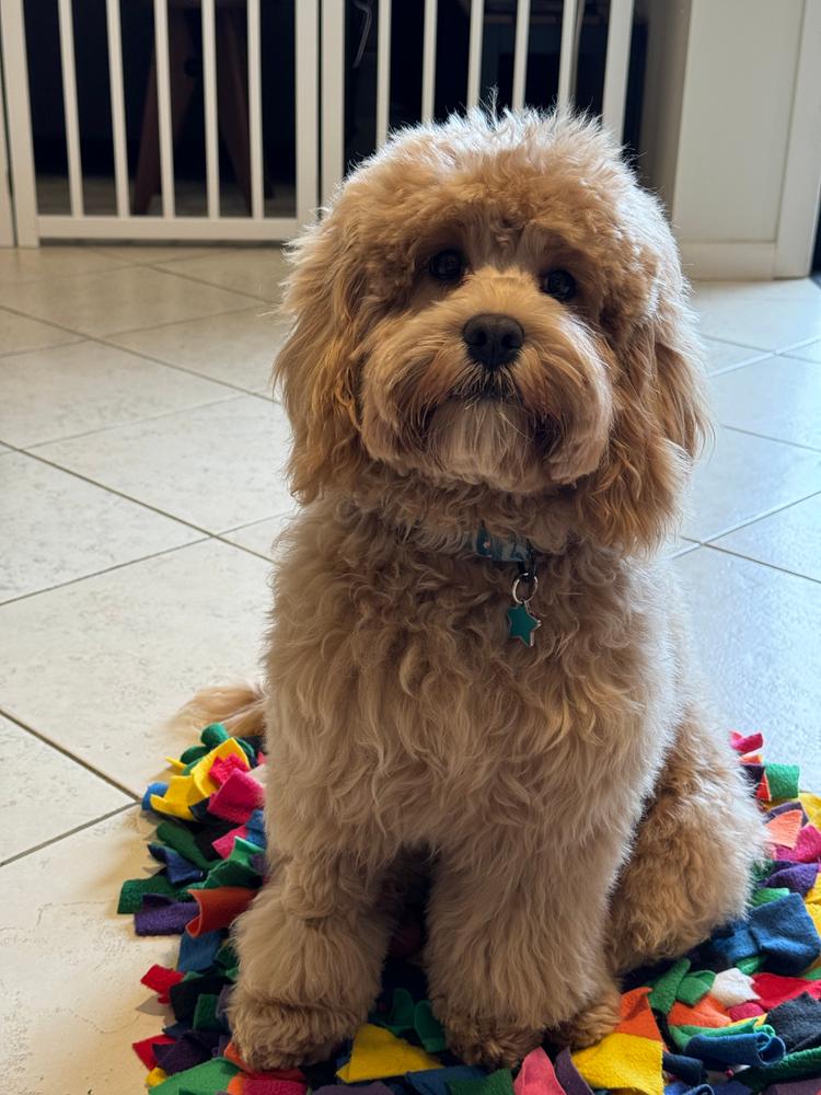 Mackerel & Salmon 8kg - Customer Photo From Serene
