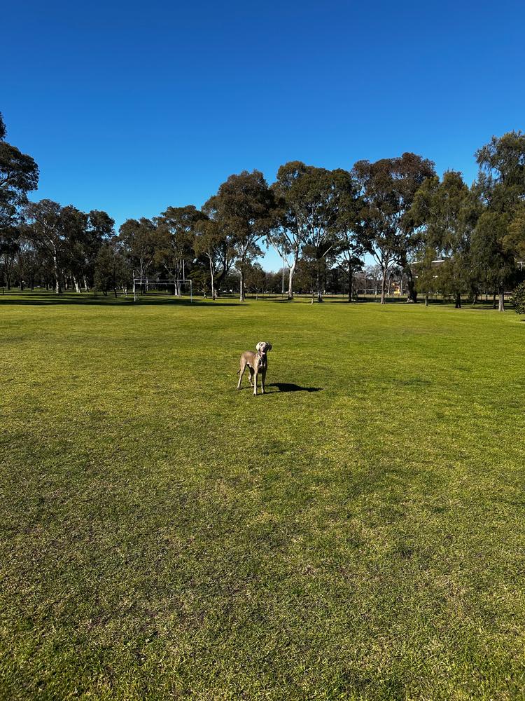 Mackerel & Salmon 8kg - Customer Photo From Nadine