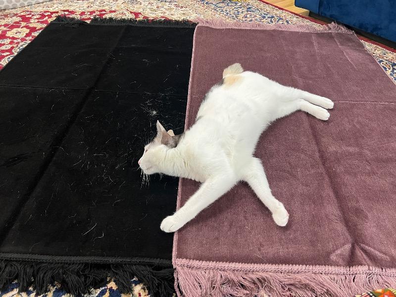 Solid Simple Velet Islamic Prayer Rug - Lilac - Customer Photo From Janelle Burnside