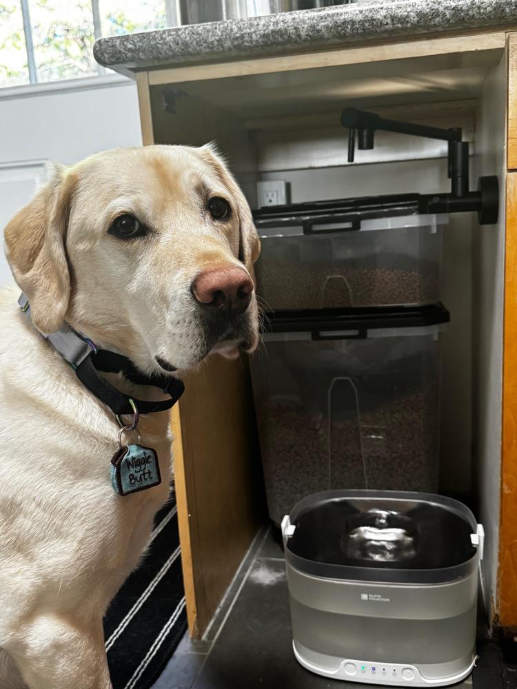 新品】Cheerble D1 Pro 犬用自動給水器 大容量4L フィルター付 Amazon