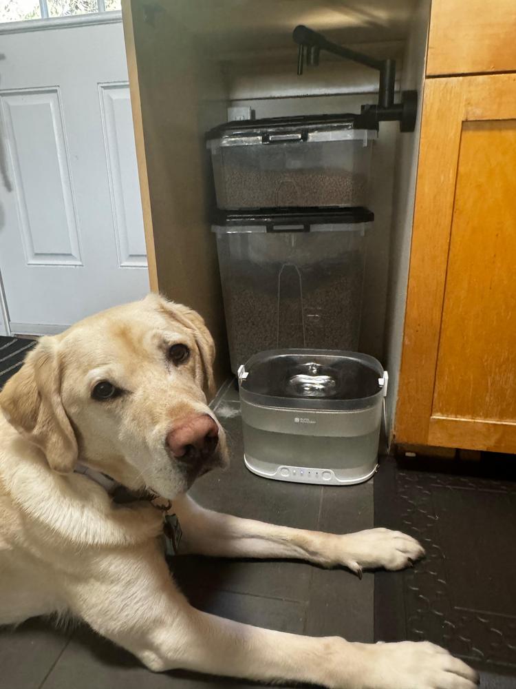 ペット給水器 Elfin D1 Pro｜愛犬用新鮮なお水｜今すぐ購入