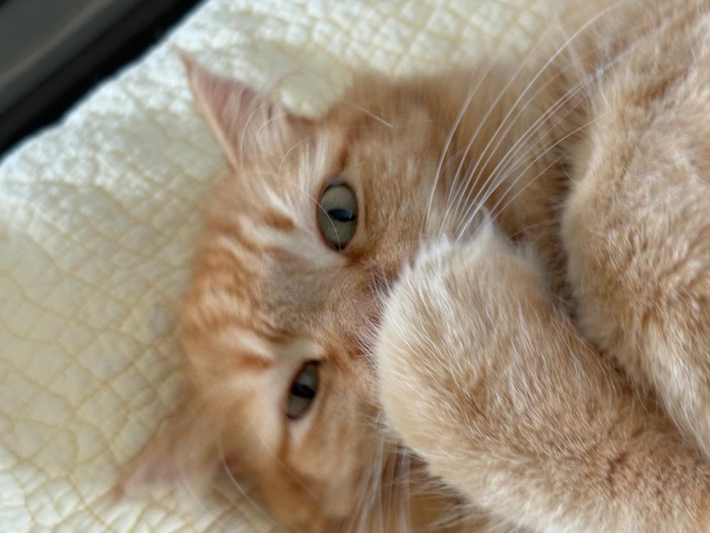 NanoArmour Camera Protector Anti Reflective – iPhone 16 Pro / Pro Max (4 Pro Colors) - Customer Photo From Kathy Bravin