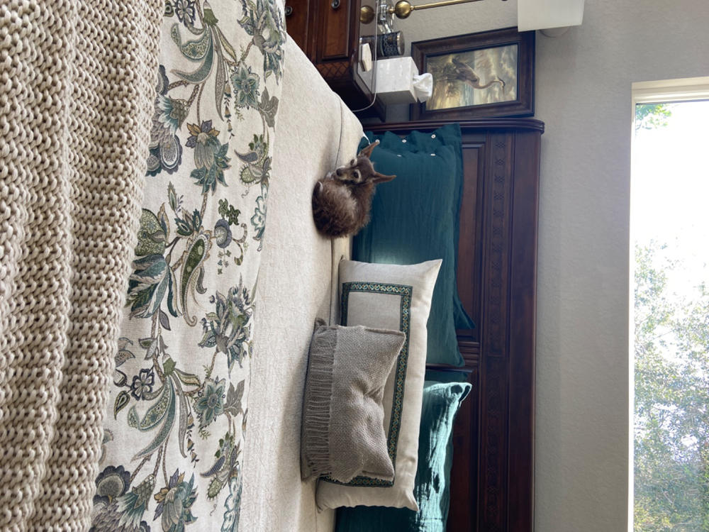 Orkney Linen Sham - Customer Photo From Kelly Womack