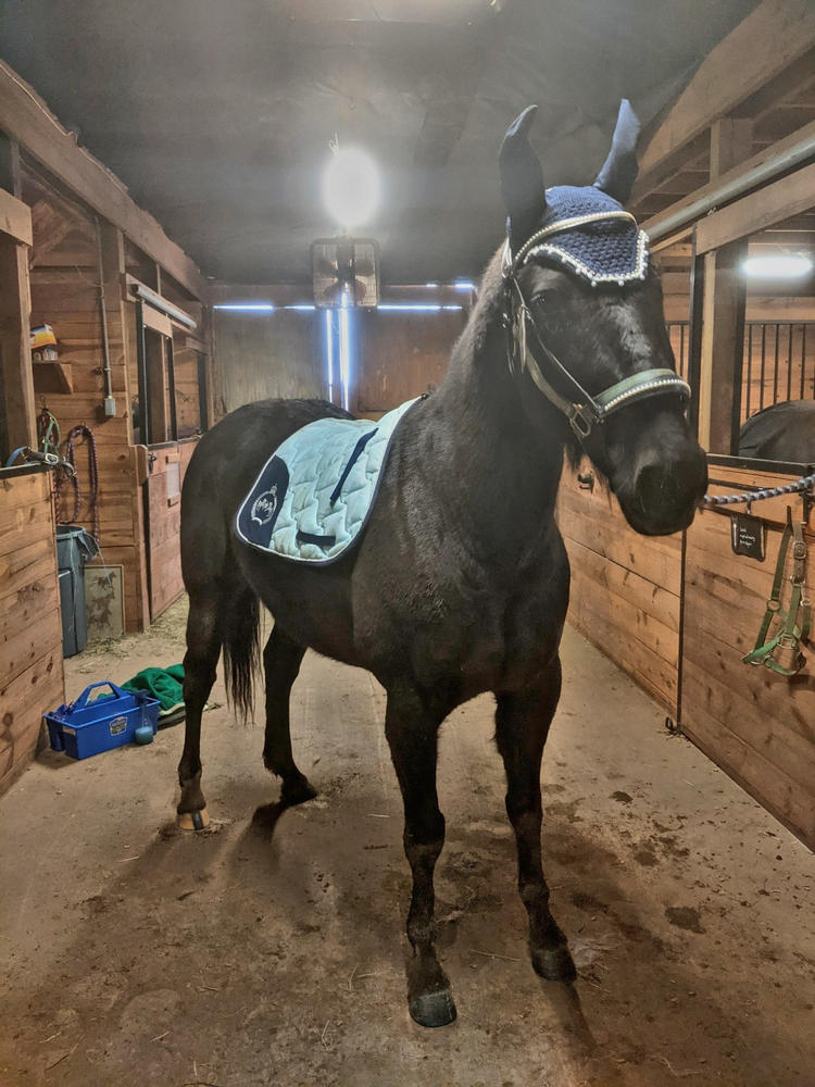 Equine Couture Beatta All Purpose Saddle Pad - Customer Photo From Alison Rogers
