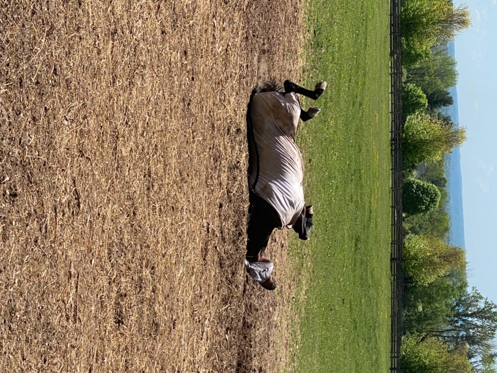 TuffRider Comfy MESH Fly Sheet - Customer Photo From Aimee Emge