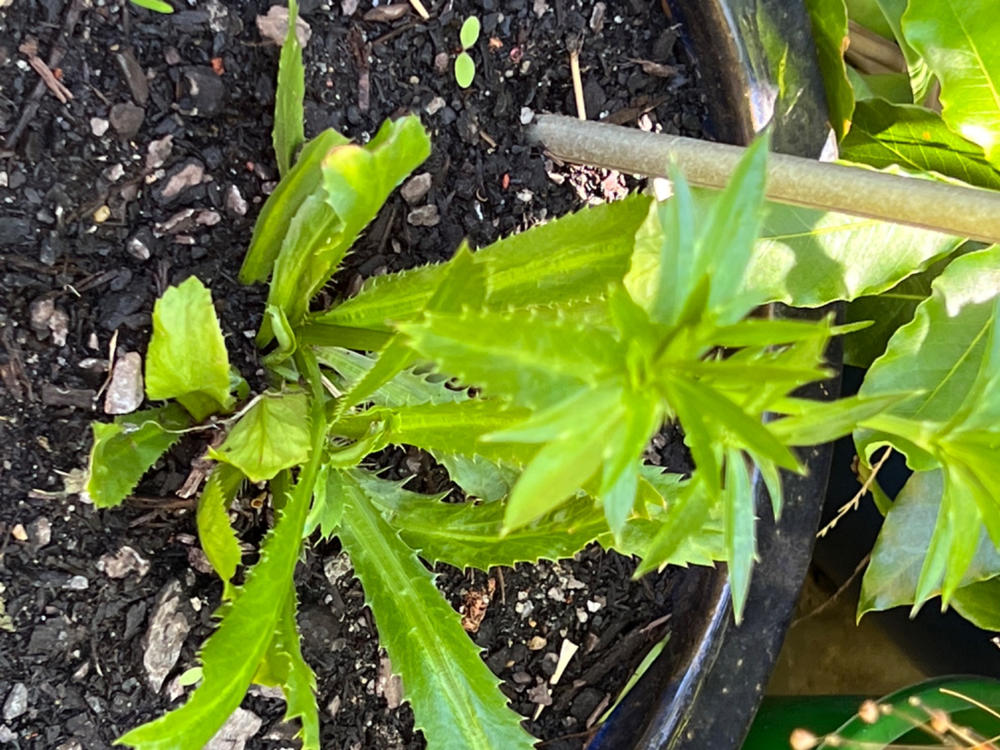 Organic Coriander Perennial (Sawtooth/Mexican) | Eryngium foetidum