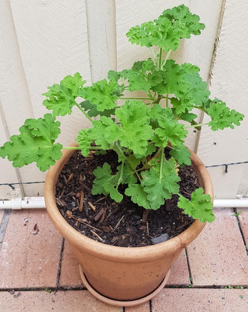 Scented Geranium Rose - Customer Photo From Adina 