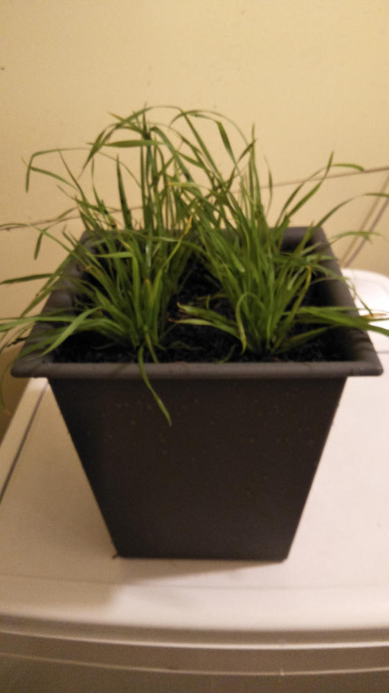 Cat grass - Customer Photo From Anonymous