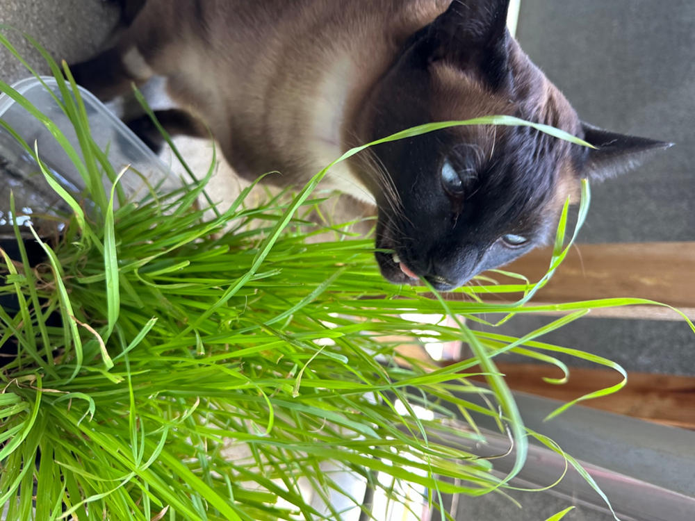 Cat grass - Customer Photo From Philippa Henderson